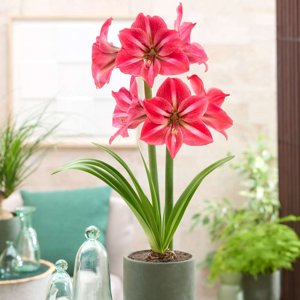 Amaryllis 'Candy Star'